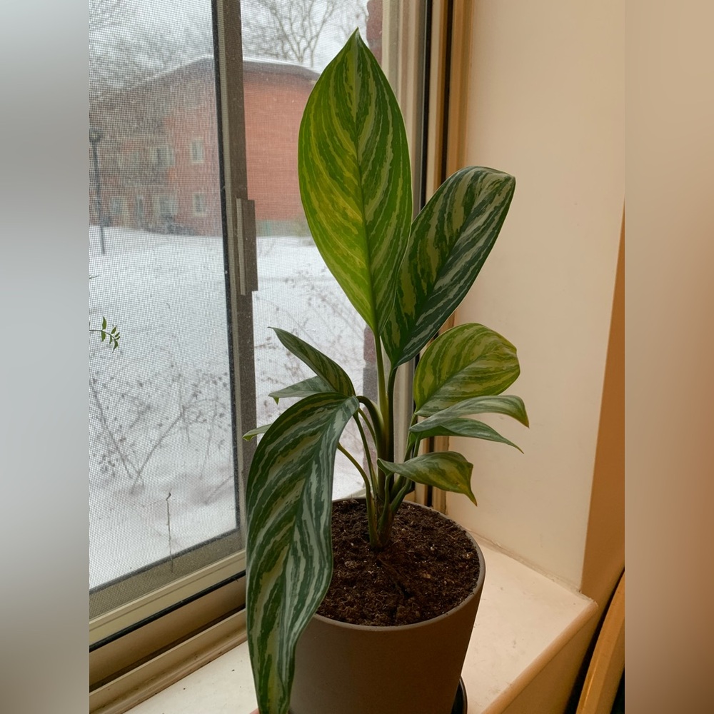 Chinese Evergreen (Aglaonema)